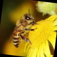 Cash Bee