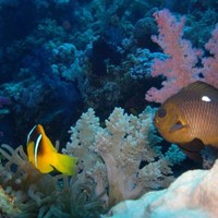 Tiger Nemo