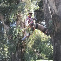 Ubuntu PODA En Altura