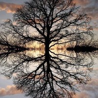 Aurelien Rose
