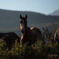 Kubanychbek Cholponbaev
