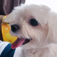 清水翔太