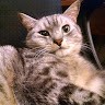 Николай Шаповаленко