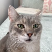George Catman
