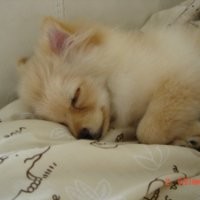 payladw watcharapiboon