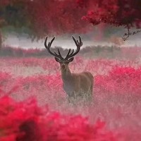 赵鹤松