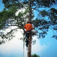 Arbor Barber Trees
