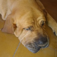 Bruno Daniel Lima