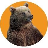 BearTeam Beartech