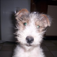 Carlos Noe