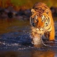 Amit Das