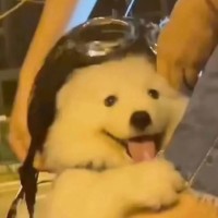 Yiiya Yang