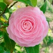 Indhumathi R