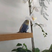 G M