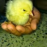 HARESH SUTHAR
