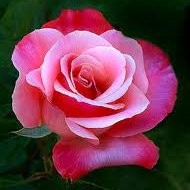 Rose Ware