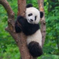 Panda C