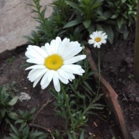Sameera Hewage