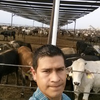 FERNANDO AVILA ROSALES