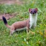 Stoat Free