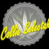 Collie Selectah
