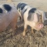 Creek Bottom Farms