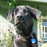 Sasquatch the Dog