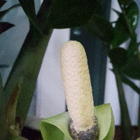 Kisung An