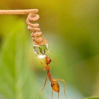 bakyacheliyan cheliyan