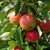 Oakridge Orchard