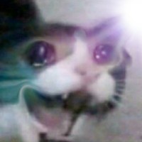 Gato Pistola