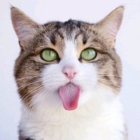 袁章新