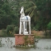 Barani P