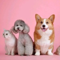 pet companion