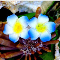 Rachel Seoane