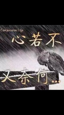 田九龙