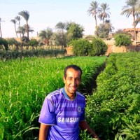 Mohamed Mahrn