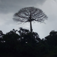 Armando Chamorro Rosero