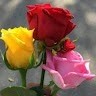 Vijay kumar Tomar