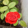 Saranya C