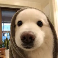 张智伟