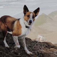 Vika Thedog