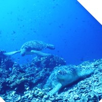 Lombok Dive