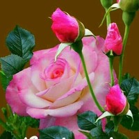 Rupesh Kushwaha