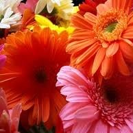 Ayesha Arshad Khaliq