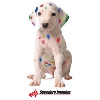 Speedpro Imaging Central NY