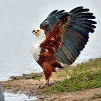 Diplomat abdijibar Aydeed Abdullahi