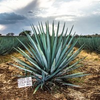 Eduardo Pérez Ontiveros