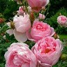 Hemalatha M