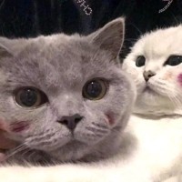龚秋兰
